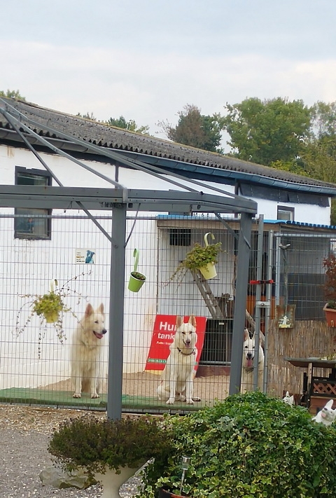 Tierhof-Hunde